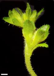 Veronica javanica. Infructescence, showing elongation of axis after flowering. Scale = 1 mm.
 Image: P.J. Garnock-Jones © P.J. Garnock-Jones CC-BY-NC 3.0 NZ